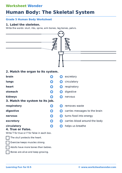 Human Body Systems - 10 pages