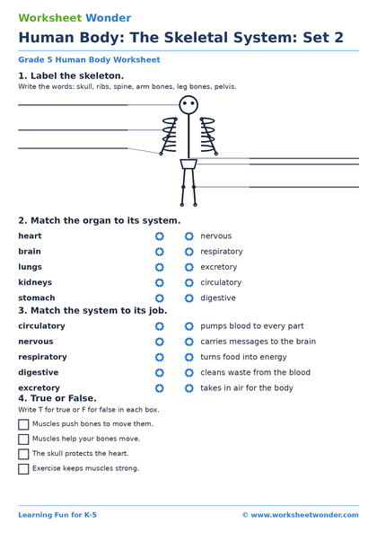 Human Body Systems Pack: Set 2 - 10 pages